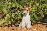 FOX TERRIER 037